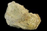 Fossil Crinoid (Zeacrinites) - Alabama #122389-1